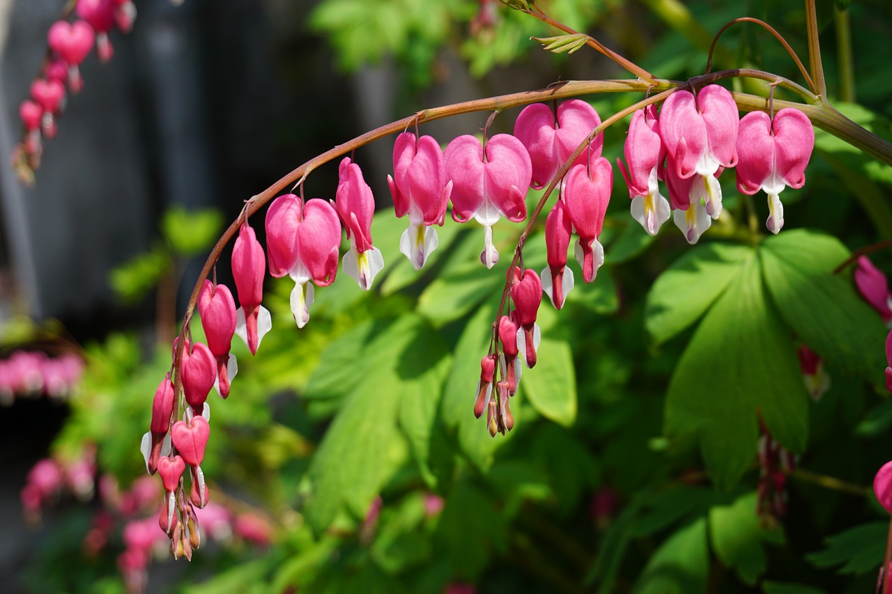 Native Plants To Scranton Pa