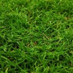 The Best Grass Types for Lawns in Phoenix