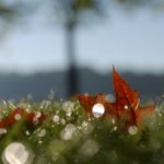 Fall Lawn Care Guide for San Diego Homeowners
