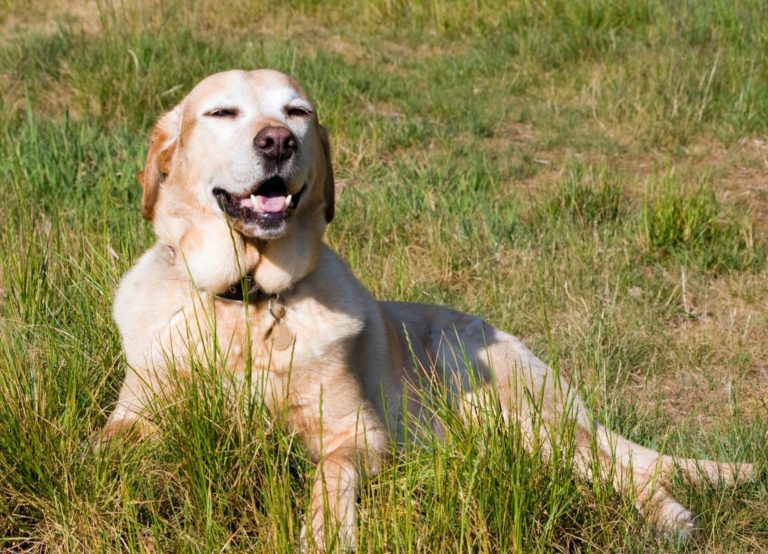 dog in a lawn