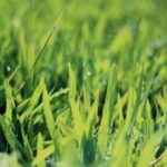 5 Spring Lawn Care Tips for San Diego, CA