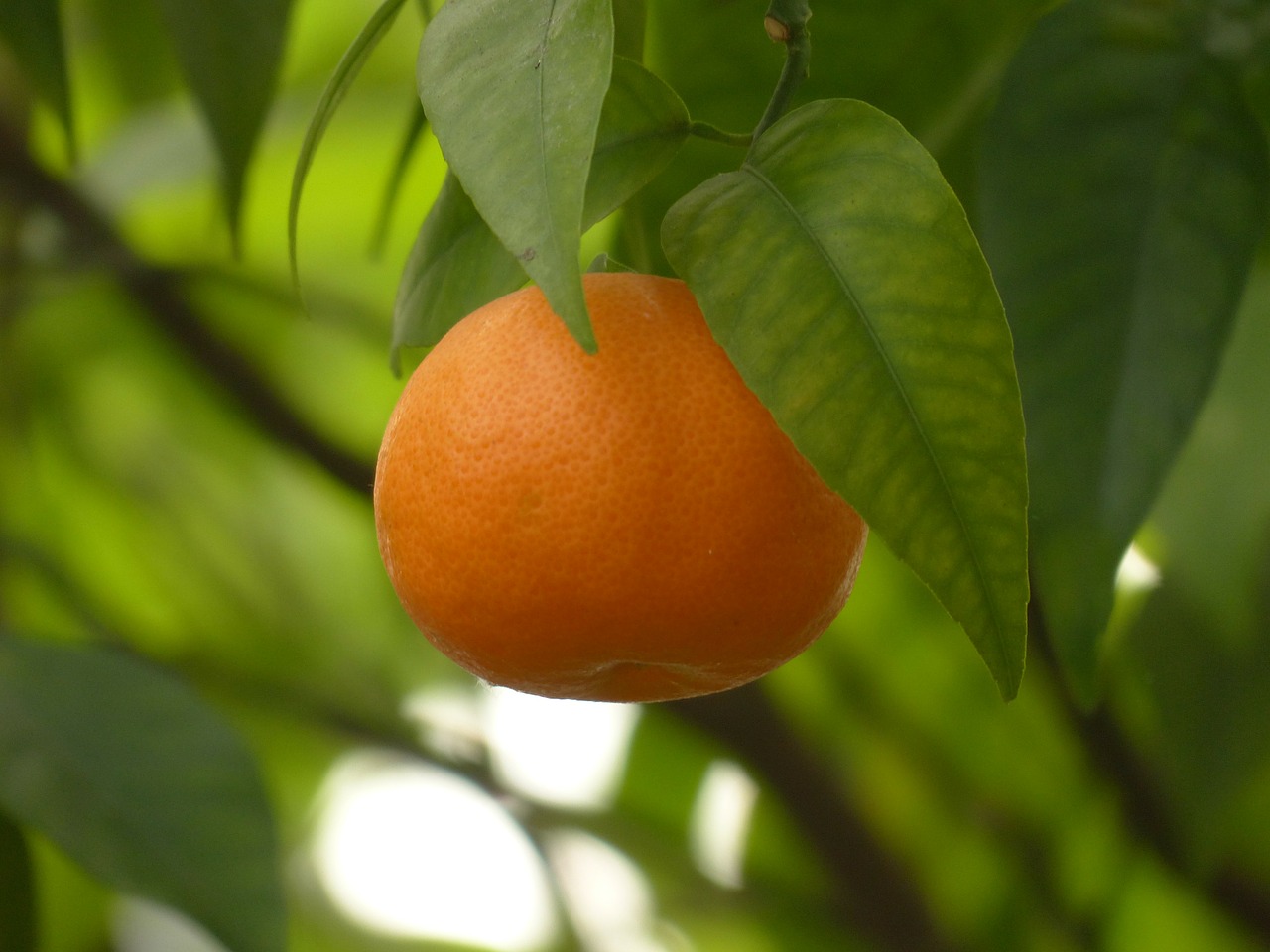 6 Fruits And Vegetables For Your Garden In Sacramento Ca