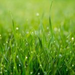 3 Best Grass Types for Lawns in San Diego, CA