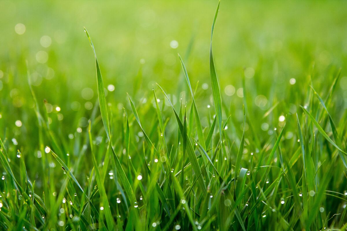 grass with dew