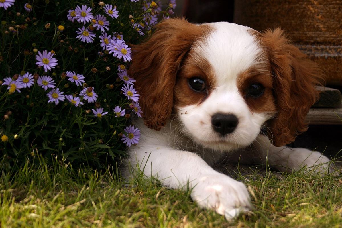 Cute dog