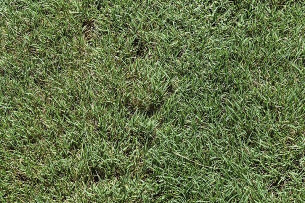 Best Grass Types for Boston, MA  Lawnstarter