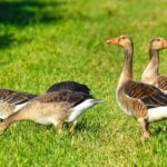 The Best Grass Types for Memphis, TN