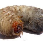 White grub