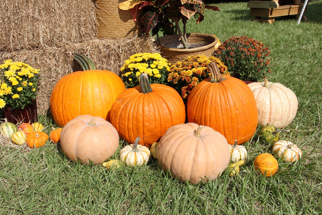 pumpkins