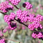 6 Native Plants for Landscaping in Charleston, SC