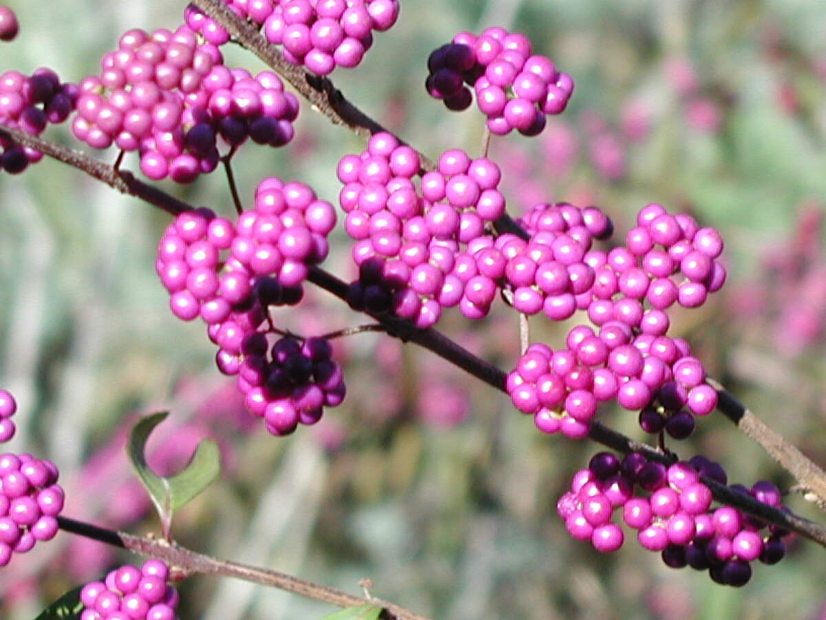 closeup image of amercian beautyberry