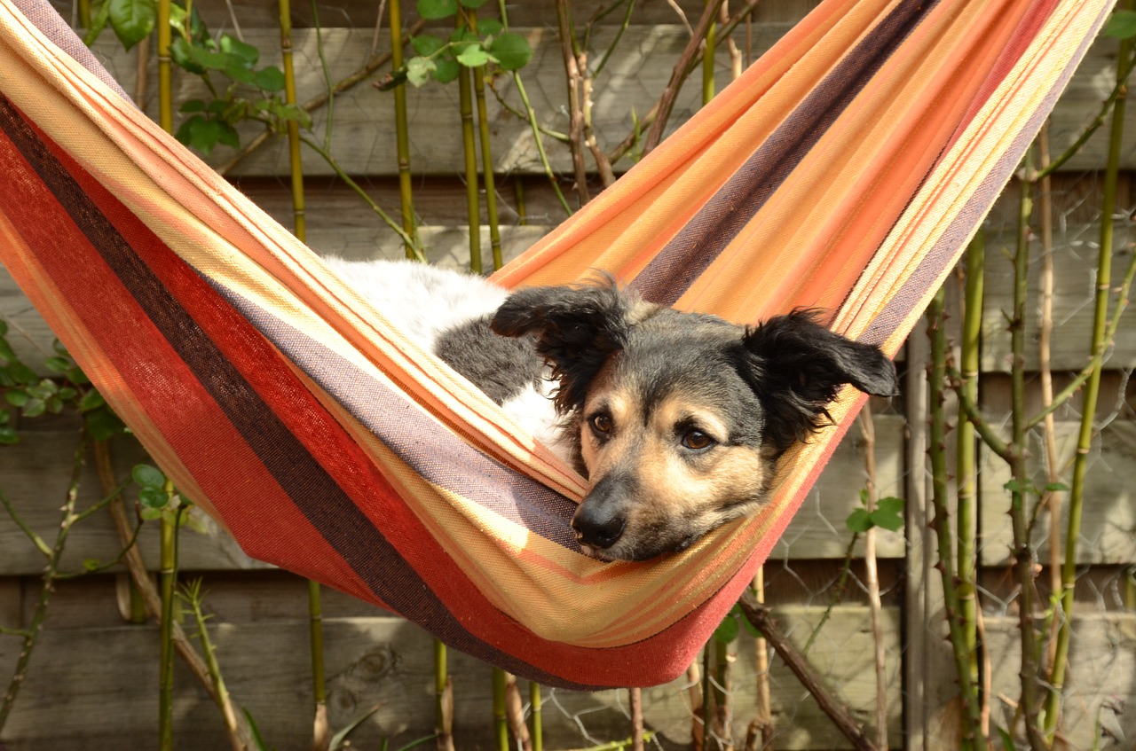 Dog in a hammock