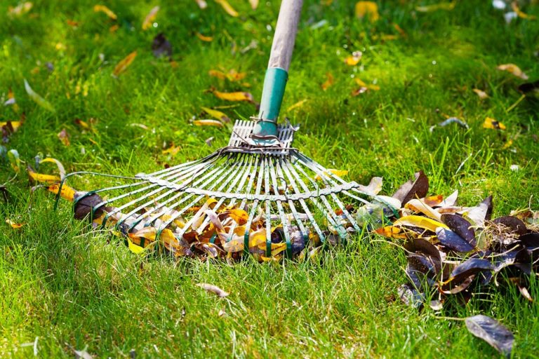 raking a lawn