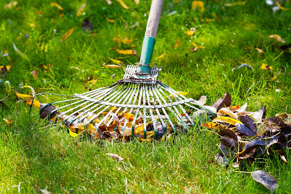 raking a lawn