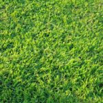 Guide to Common Grass Types in Greenville, SC