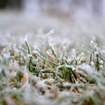 How To Winterize Your Lawn in Charleston, SC