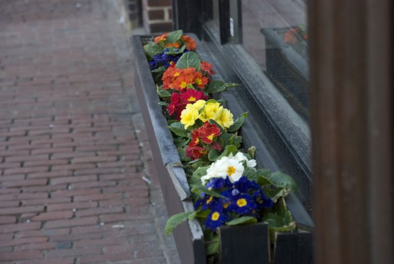 boston spring flowers