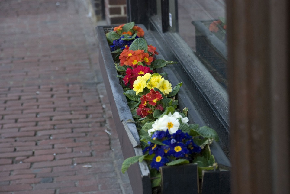 boston spring flowers