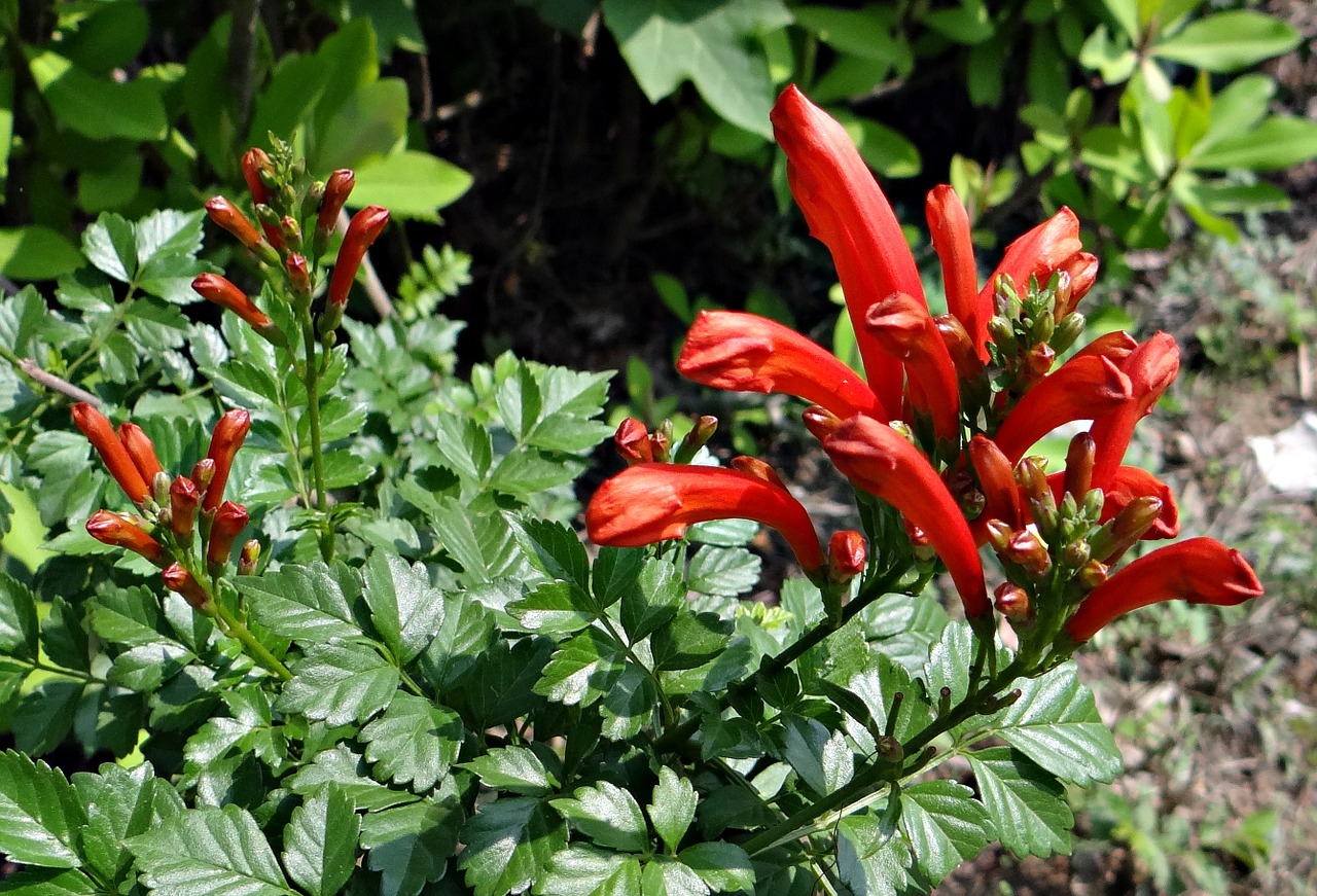 cape honeysuckle plant