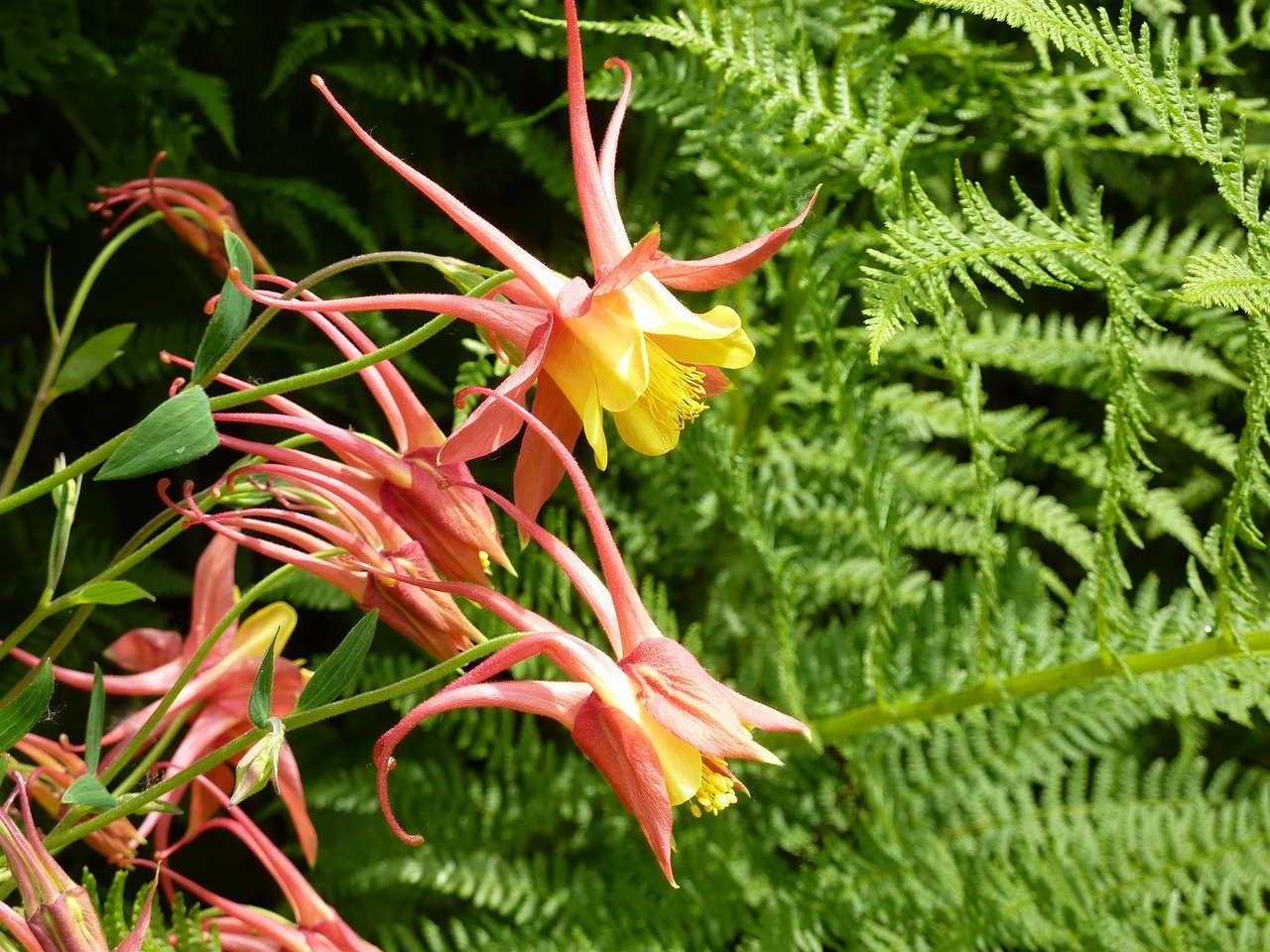 Native Plants To Scranton Pa