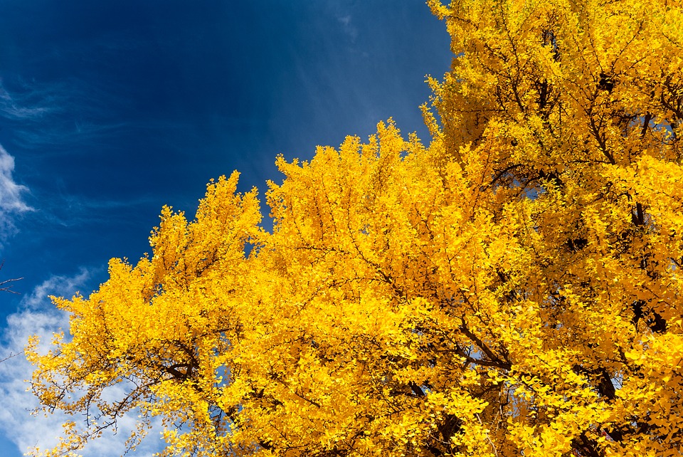 fall time in Boston, MA