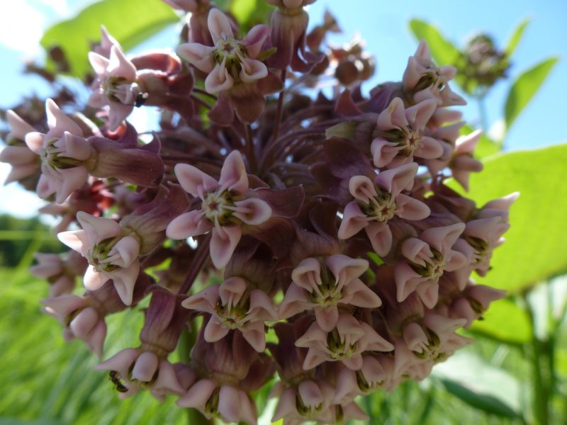 8 LowMaintenance, Native Plants for Landscaping in Louisville