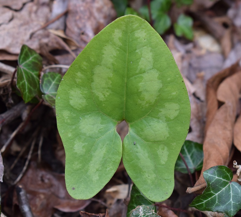 wild ginger leaf