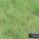Grass Types that Prevent Soil Erosion in Hammond, LA