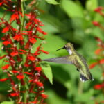 Native Plants for Easy Gardening in Bridgeport, Conn.