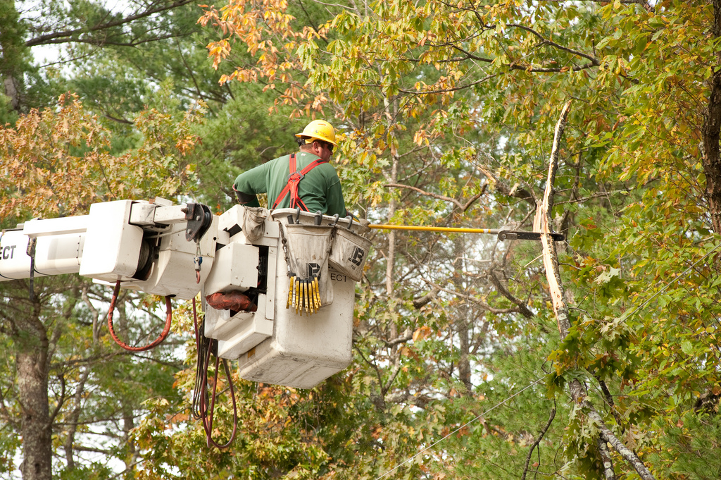 tree trimming