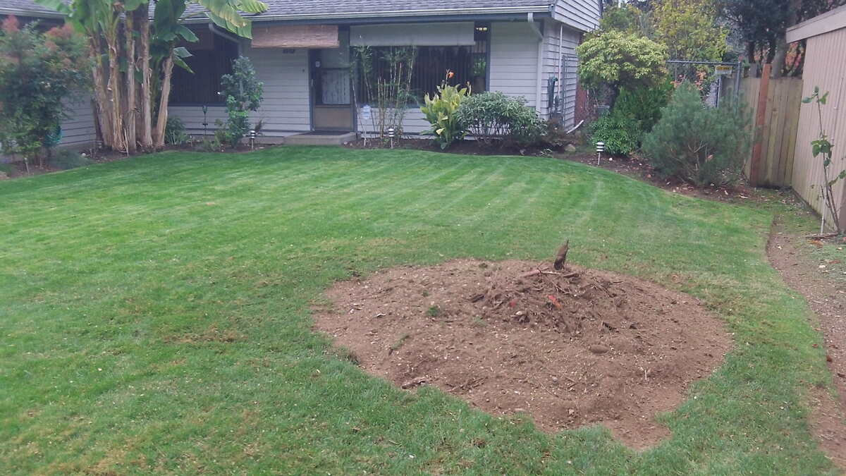 after stump grinding