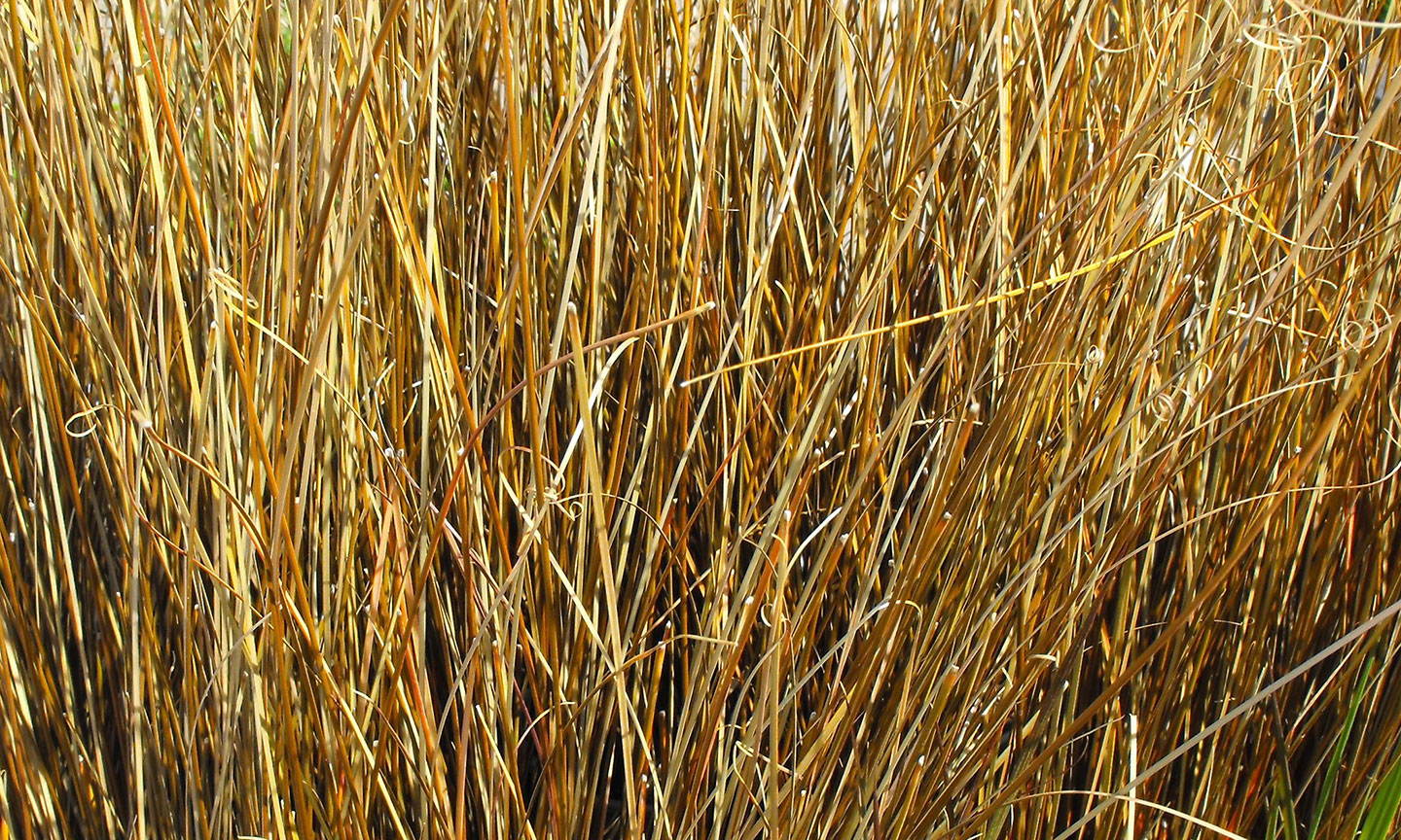 Leatherleaf Sedge Grass