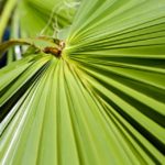 Poolside Friendly Trees and Plants for Lafayette, LA