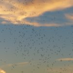 Guide To A Mosquito-Free Birdbath in Goldsboro, NC