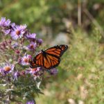 Native Plants for Easy Gardening in Bridgeport, Conn.