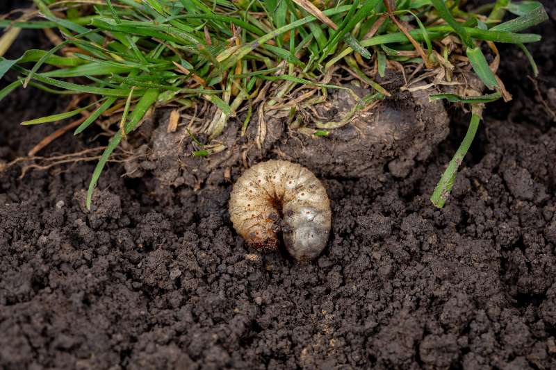 White lawn grub, a C-shaped scarab beetle larva living in soil, often feeding on grass roots and damaging lawns.