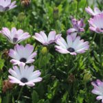 5 Drought-Resistant Plants For Santa Rosa, CA