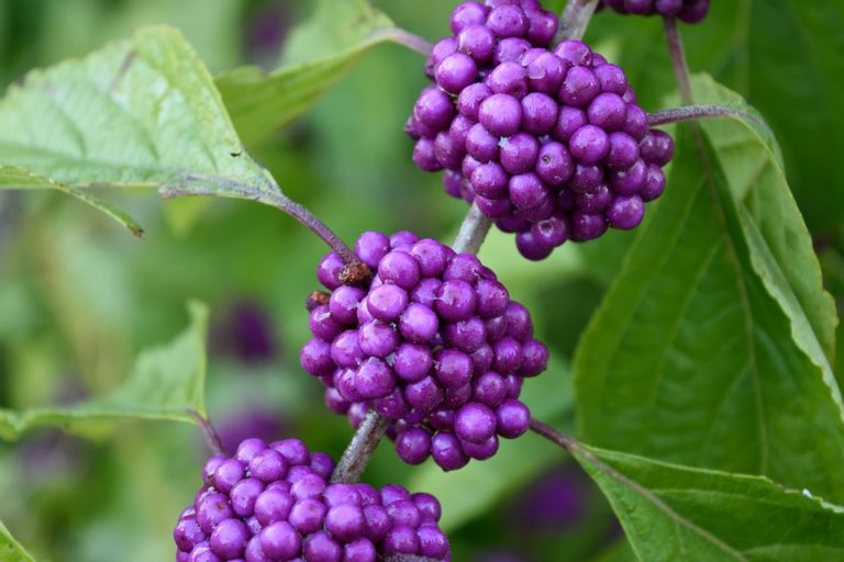 beautyberry