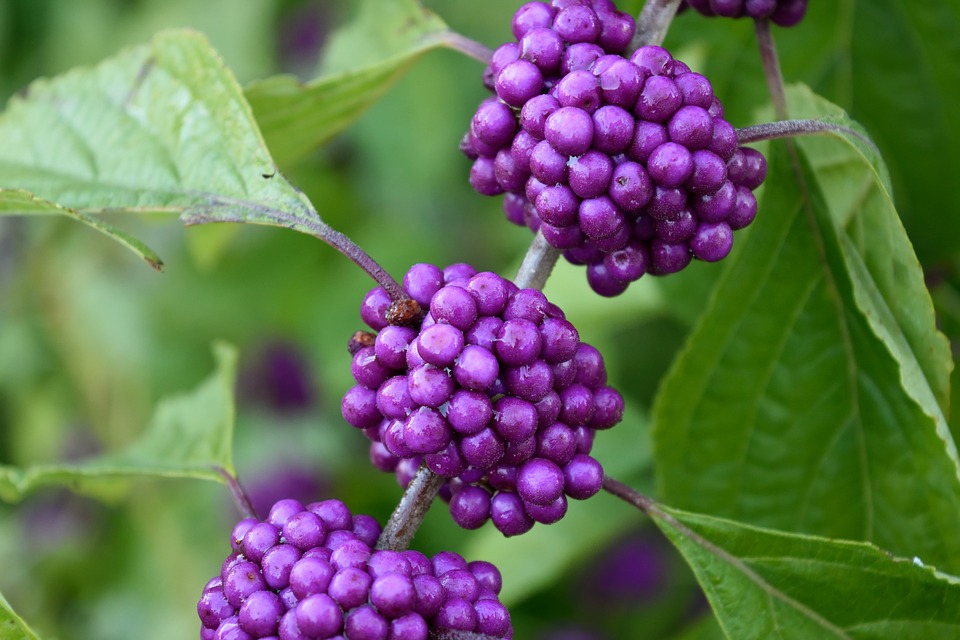beautyberry