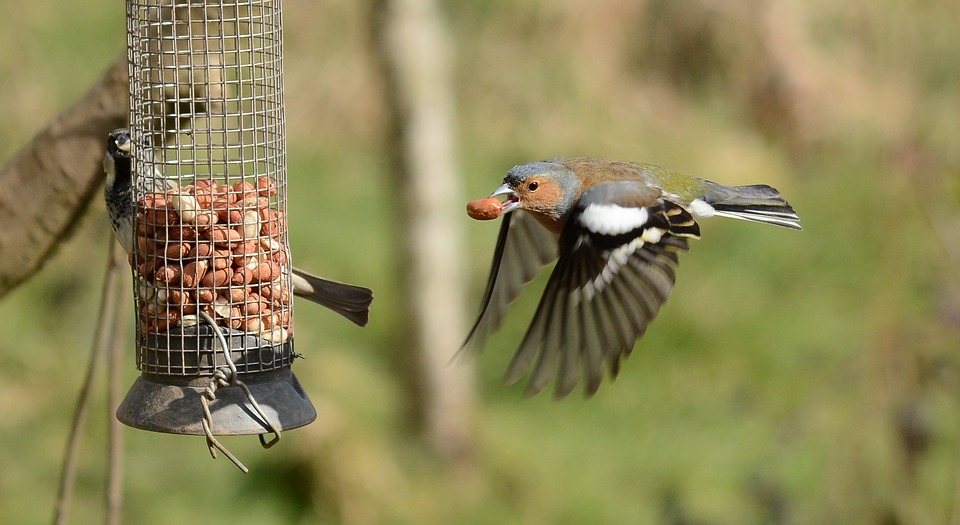 How To Keep Squirrels Out Of Your Bird Feeder In Goldsboro