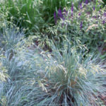 5 Drought-Resistant Grass Types in Santa Rosa, CA