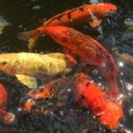 Maintaining a Koi Pond in Hammond, LA