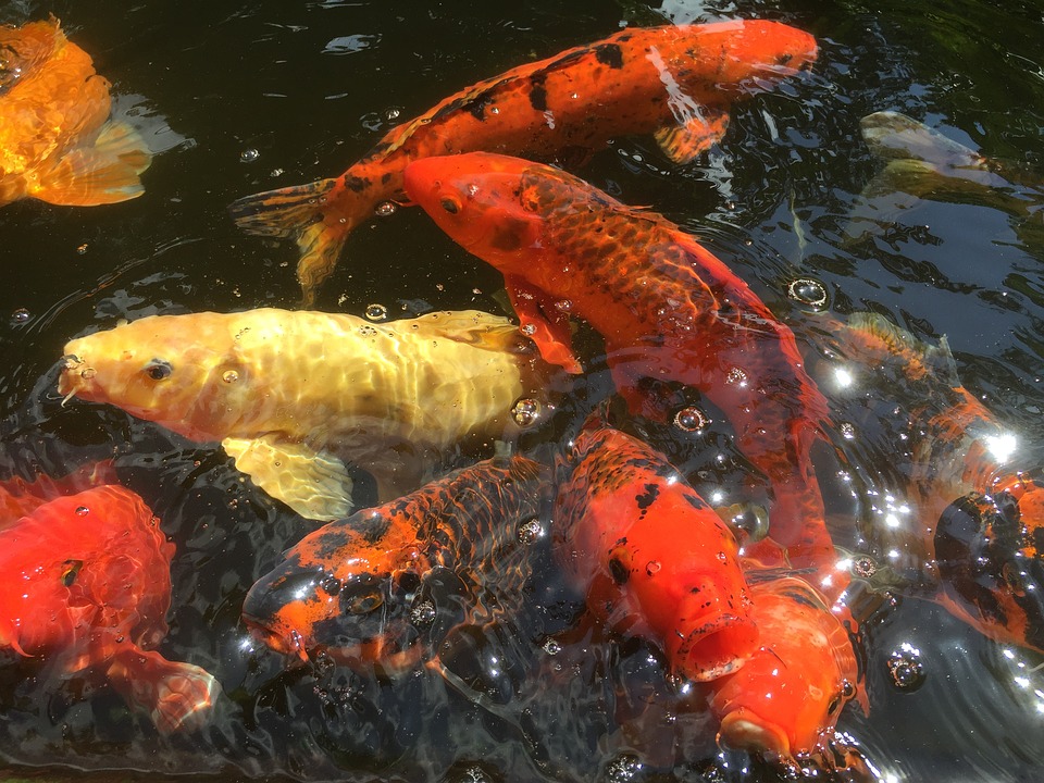 koi pond fish