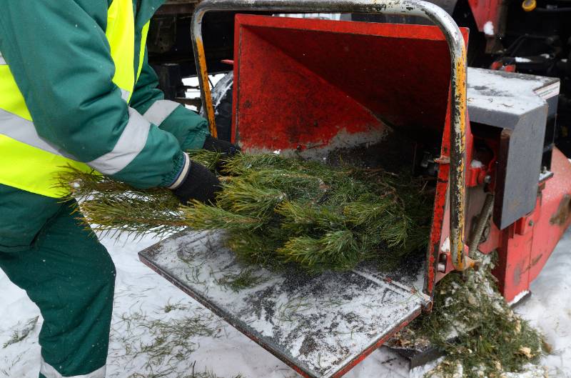 Worker processes discarded Christmas tree branches with red chipper outdoors in winter preparing natural material for recycling into mulch use.