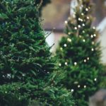 6 Ways to Dispose of That Old Christmas Tree