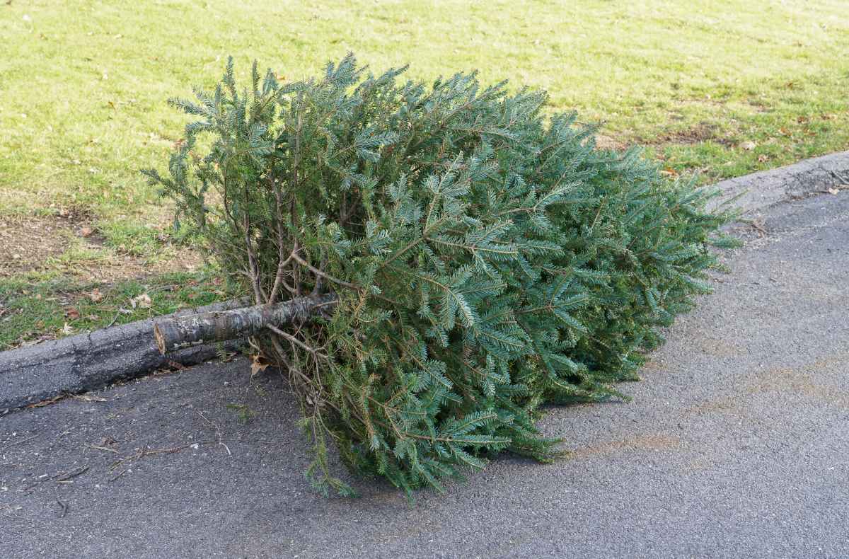 A discarded Christmas tree lies on the curb beside a grassy lawn, waiting for recycling, collection, or repurposing after the holidays.
