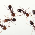 Best Ways to Fight Fire Ants in Huntsville, AL