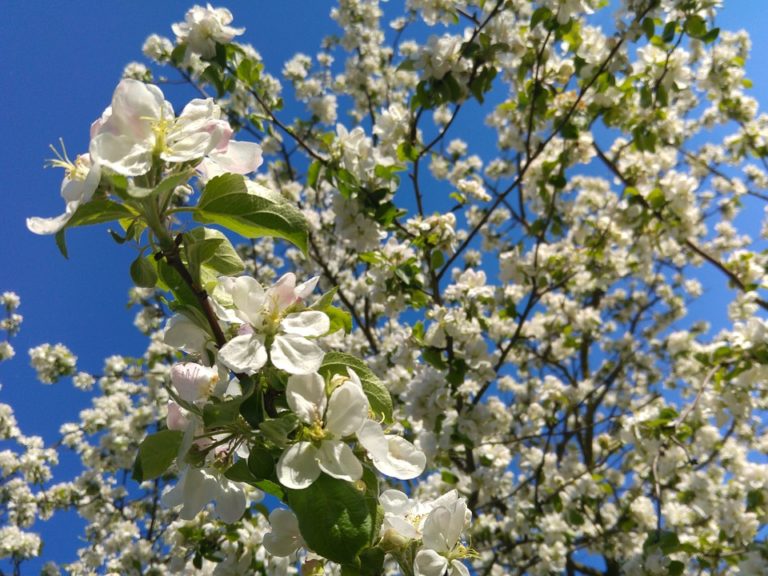 flowering crabapple