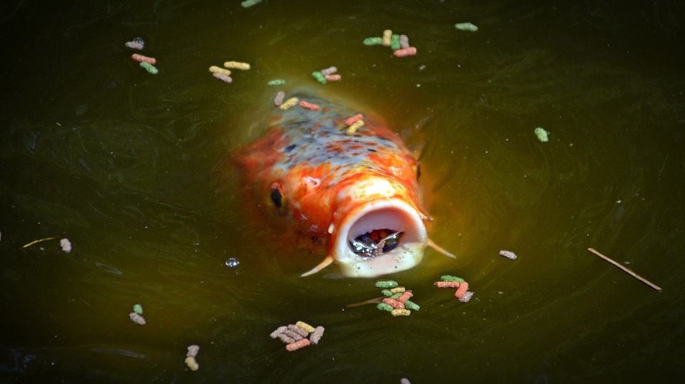 koi pond fish