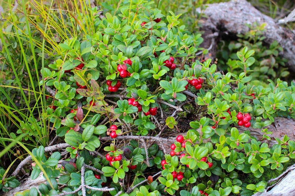 lingonberry plants near me